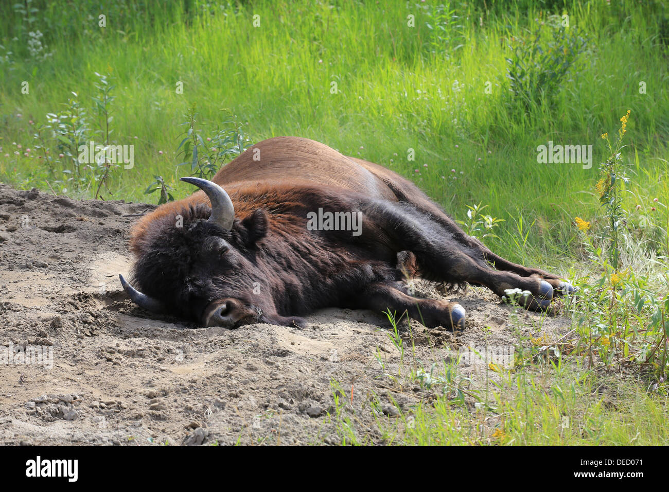 Bison lungo la Alaska Highway in British Columbia settentrionale Foto Stock