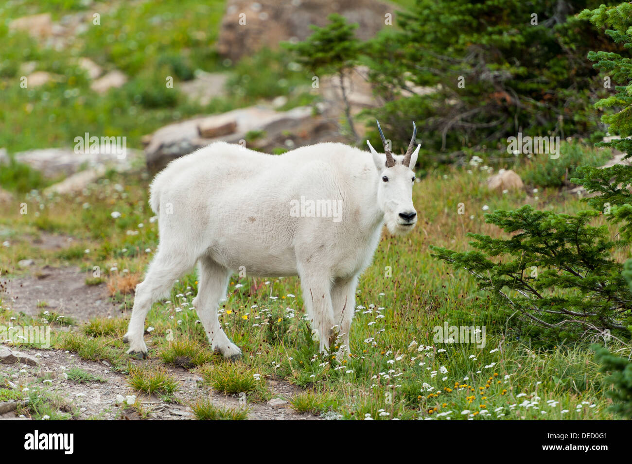 Fotografia di un adulto capre di montagna nella tundra alpina del Parco Nazionale di Glacier, Montana. Foto Stock
