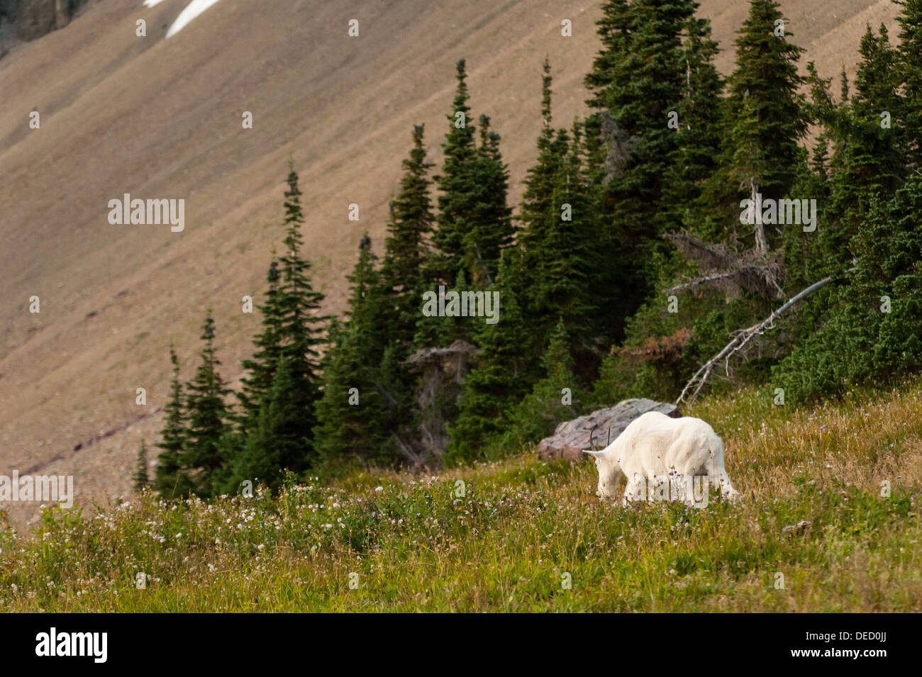 Una capra di montagna passeggiate attraverso una prateria alpina vicino Lago di nascosto, il Parco Nazionale di Glacier. Foto Stock