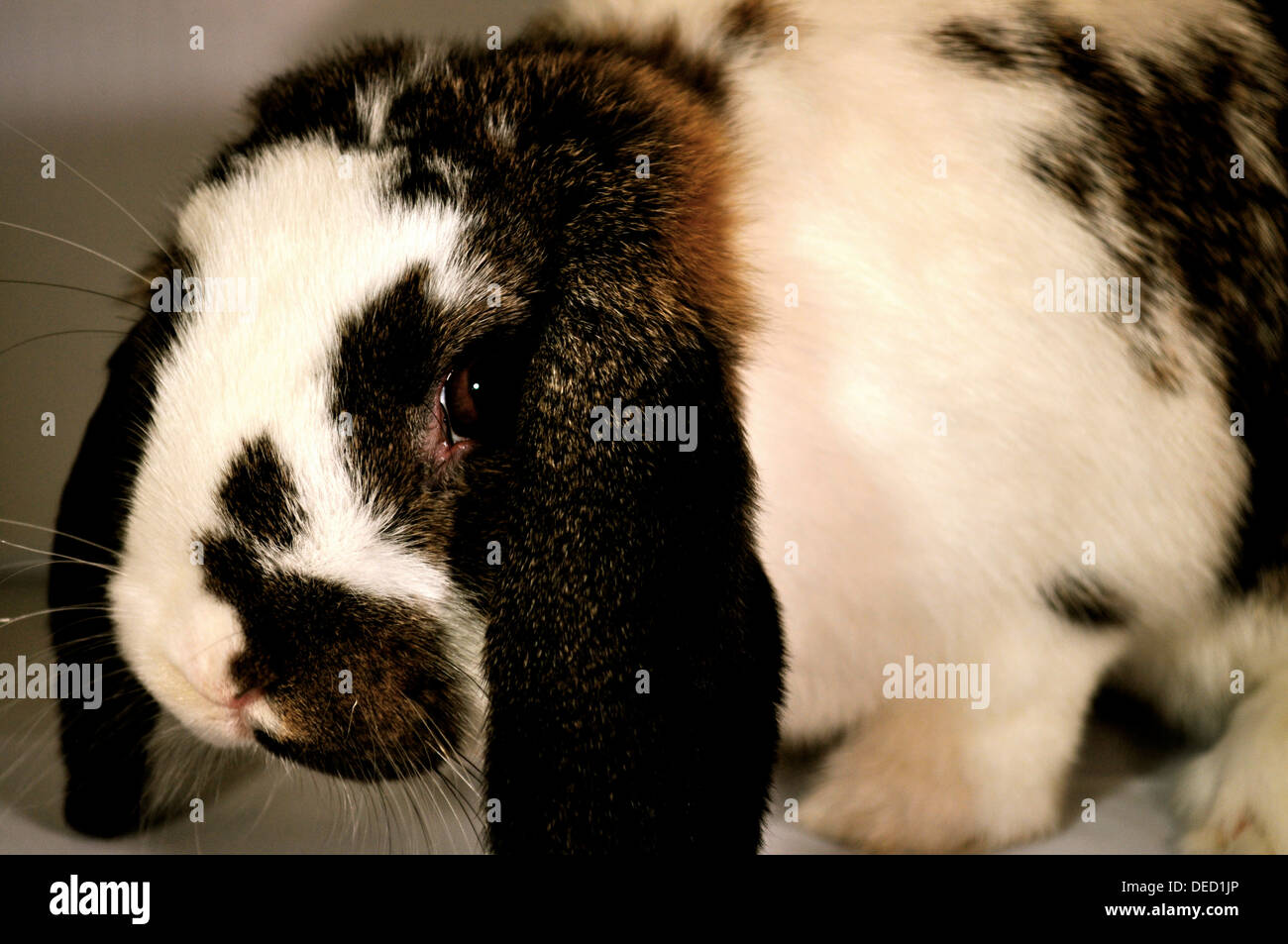 Coniglio di coniglietto Foto Stock