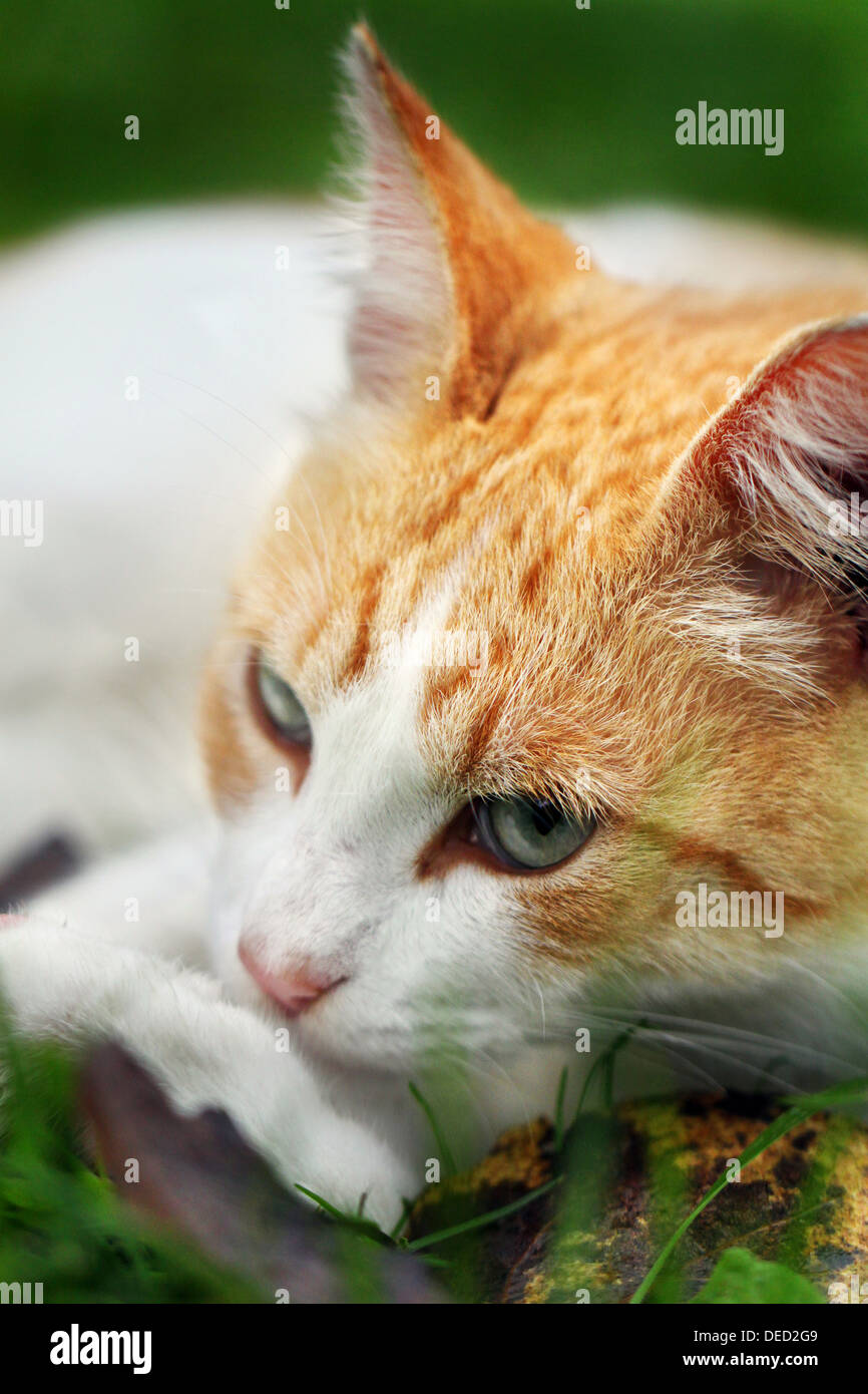 Bella bianco - rosso gatto sogni di erba verde Foto Stock