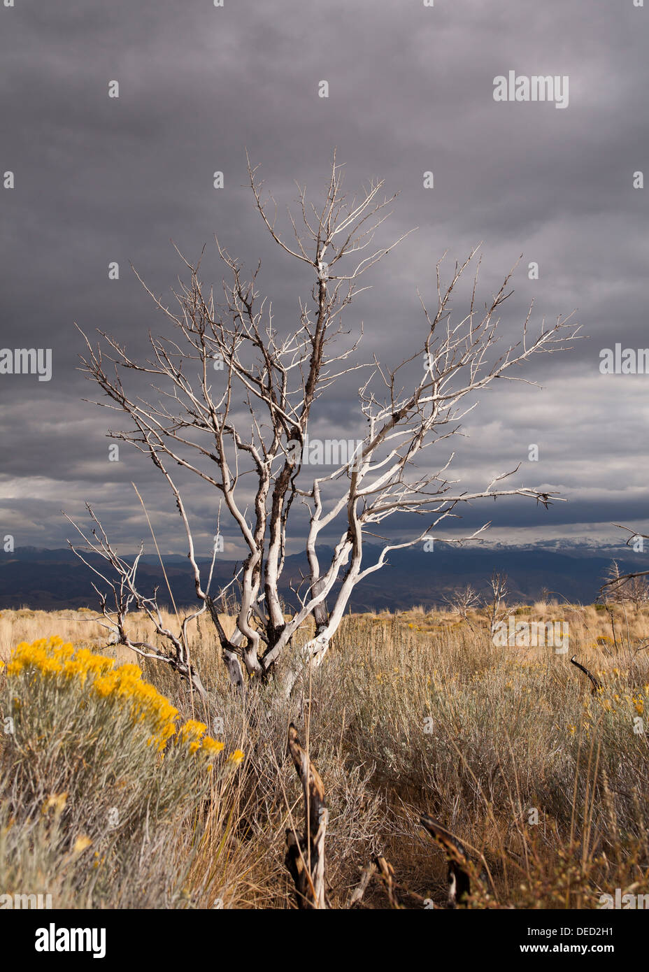 Albero morto sull'alta pianura - Sierra Nevada, in California, Stati Uniti d'America Foto Stock