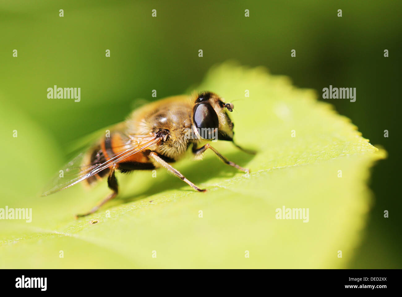 Seccatore insetto seduto su una foglia verde Foto Stock