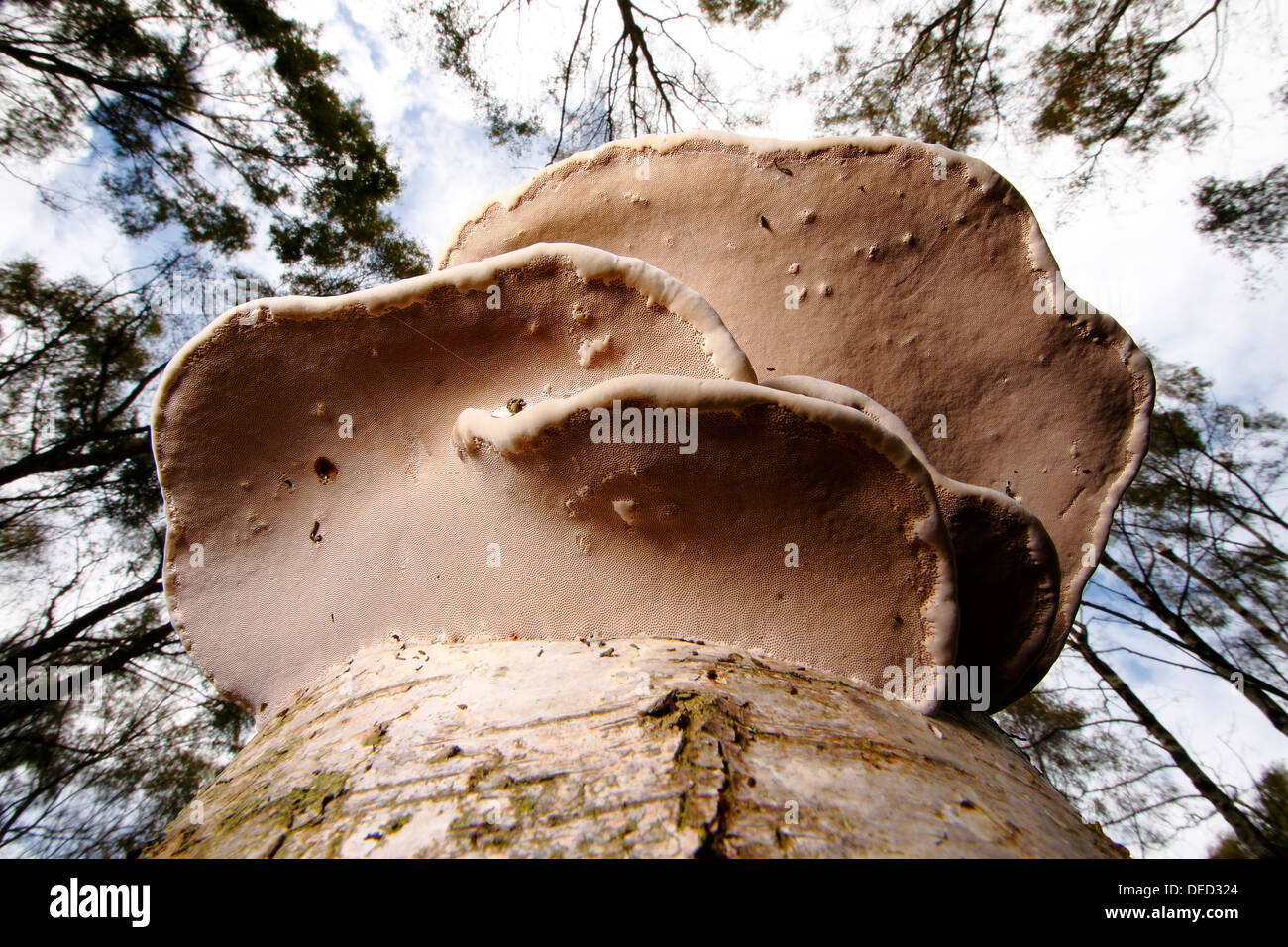 Birch polypore crescente alta sul tronco di una betulla dell'Etna nel bosco autunnale vicino Grindleford, Peak District, Derbyshire, Regno Unito Foto Stock