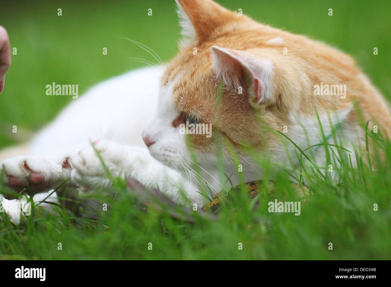 Bella bianco - rosso gatto sdraiato in erba verde. Foto Stock