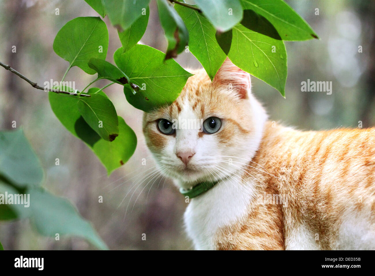 Bella bianco - rosso gatto è in foglie verdi Foto Stock