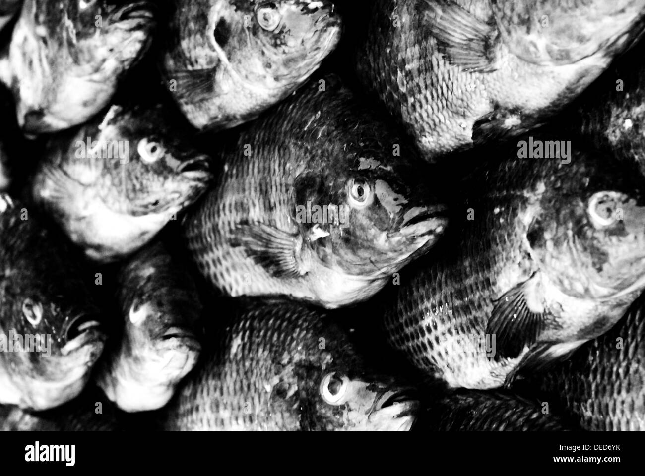 In bianco e nero girato di più pesce in un mercato in Laos Foto Stock