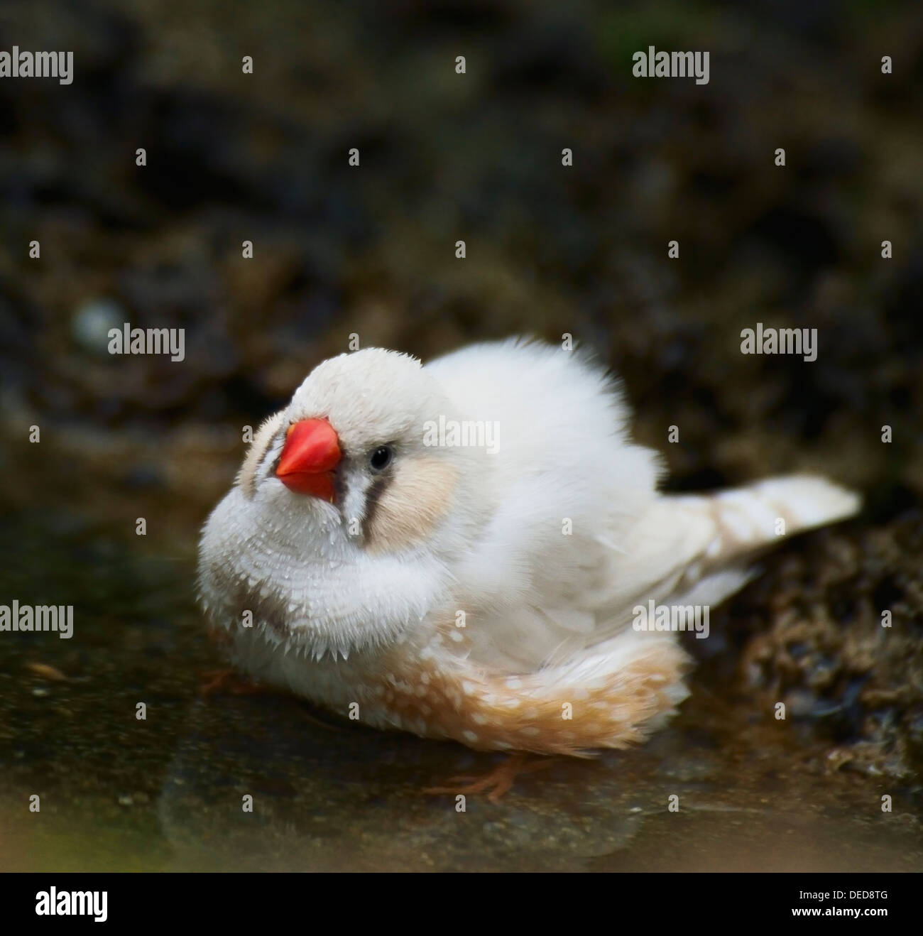 Zebra Finch prendere un bagno ,Close Up Foto Stock