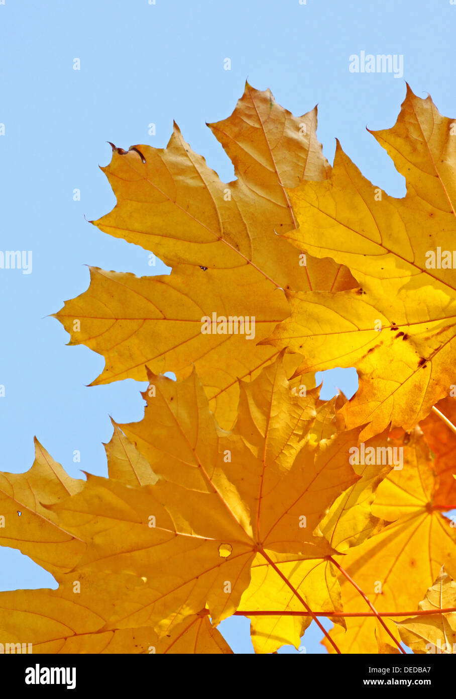 Albero di acero foglie a cadere Foto Stock