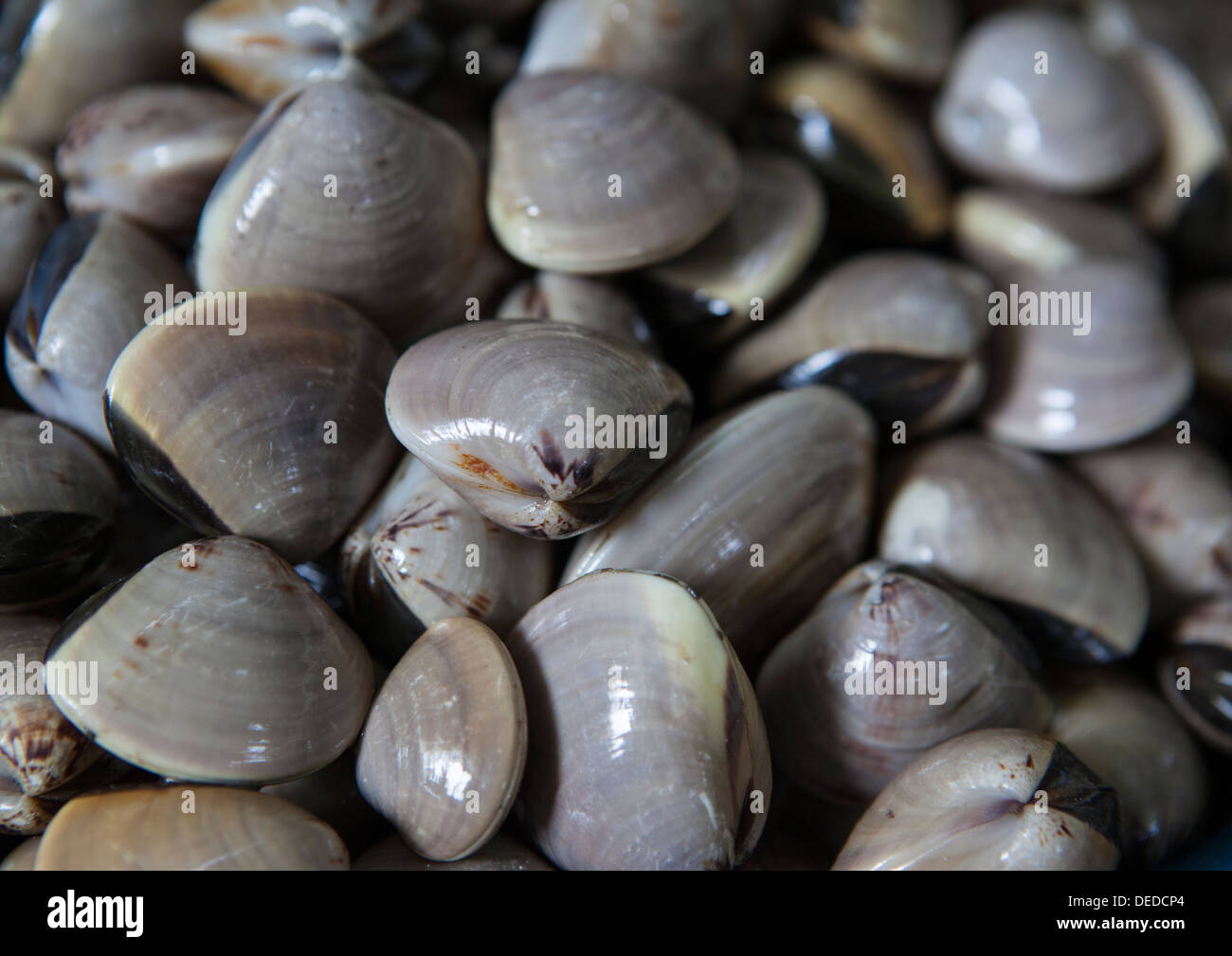 Vongole per la vendita al mercato di pesce a Maputo, Mozambico. Foto Stock