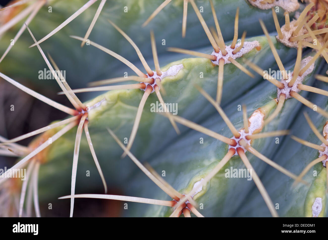 Close up di spine su cactus Foto Stock