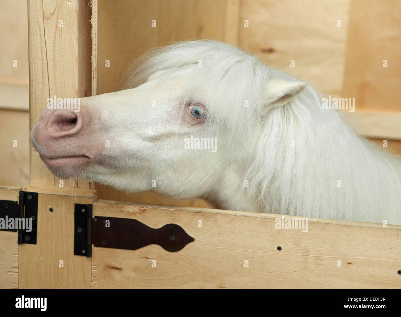 Pony Shetland in stabile Foto Stock