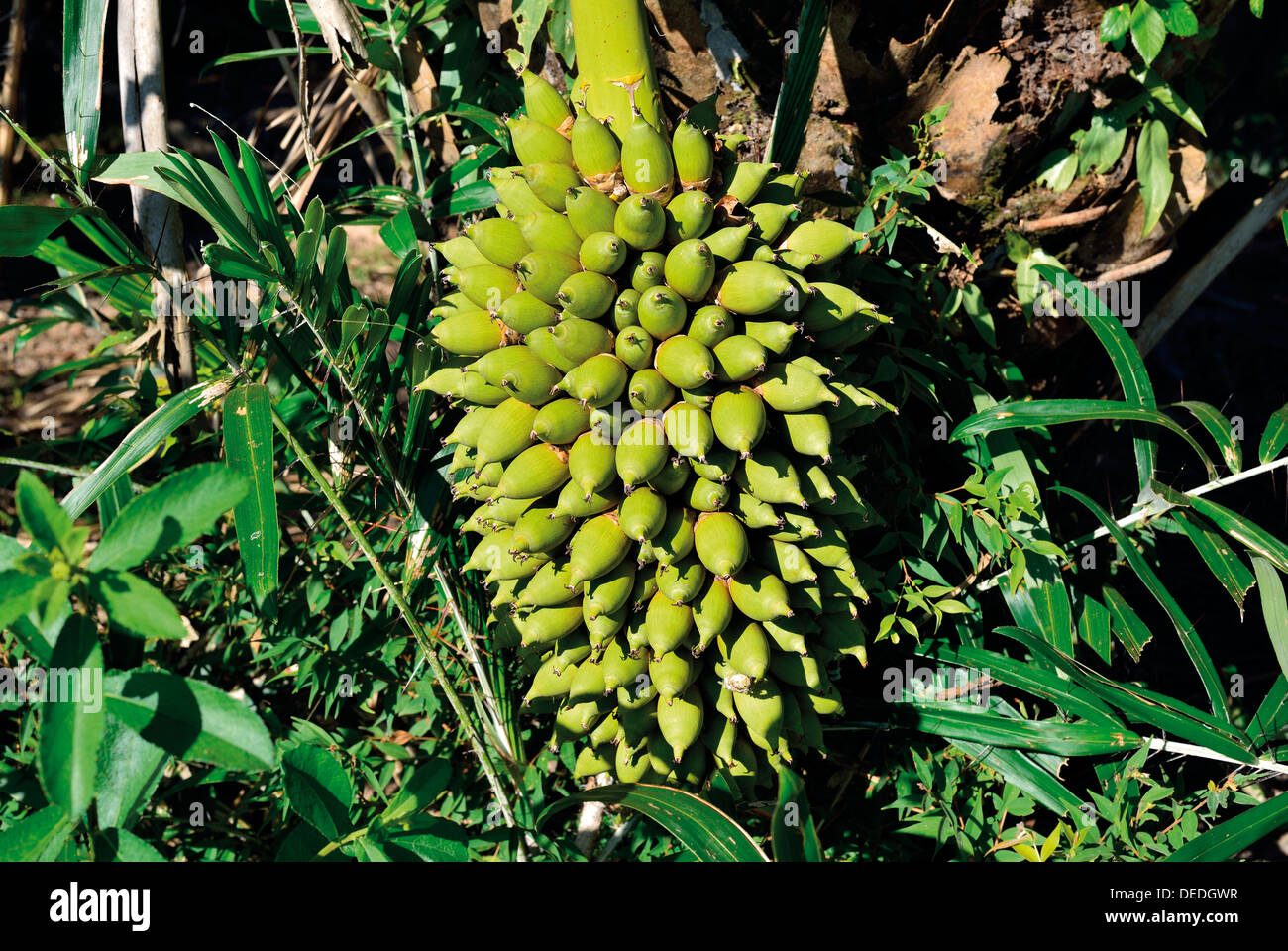 Il Brasile, Pantanal: frutti di Acuri Palm tree Foto Stock