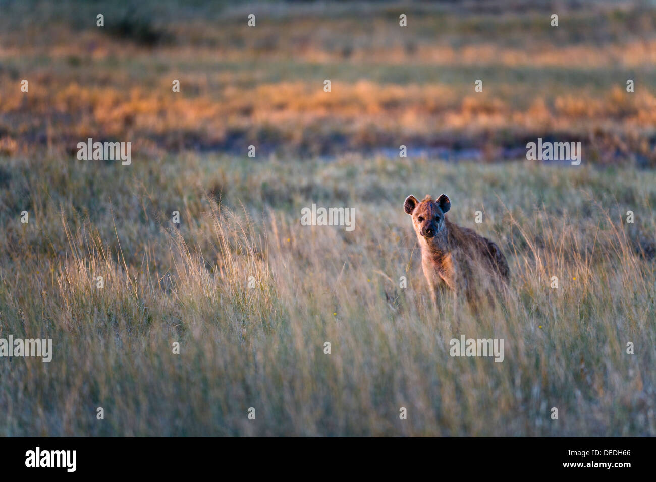 Spotted hyena (Crocuta crocuta) nell'Okavango Delta, Botswana, Africa Foto Stock