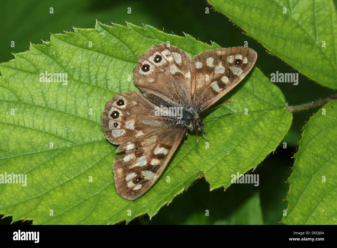 Unione screziato legno butterfly (Pararge aegeria) in posa su una foglia Foto Stock