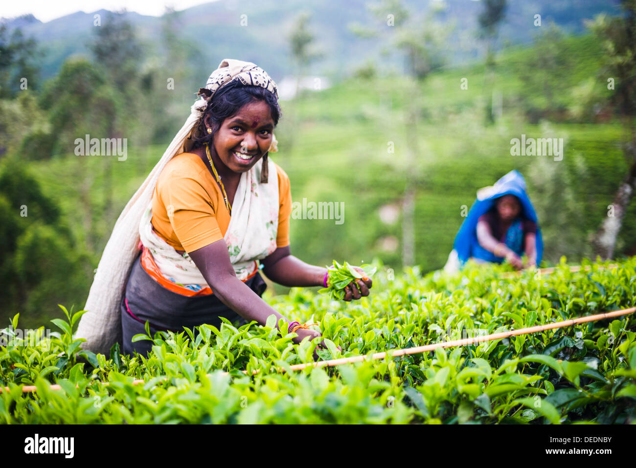 Raccoglitrice di tè in una piantagione di tè in Hill Country, Highlands Centrali, Nuwara Eliya Distretto dello Sri Lanka, in Asia Foto Stock
