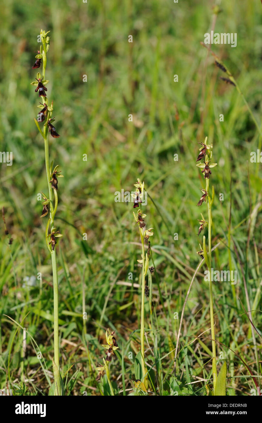Fly Orchid - Ophrys insectifera quattro impianti in pascoli calcarei Foto Stock