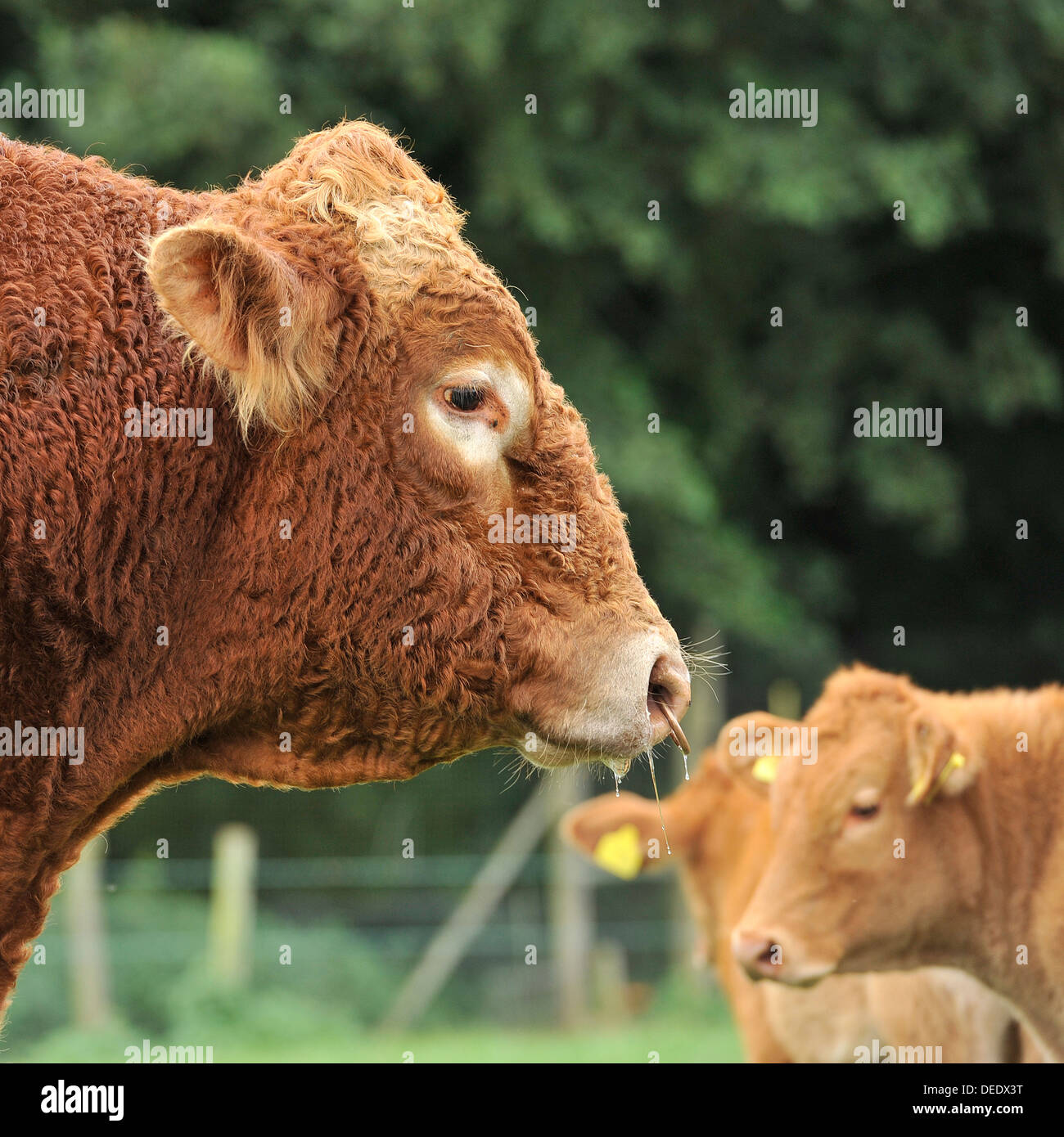 South Devon bull Foto Stock