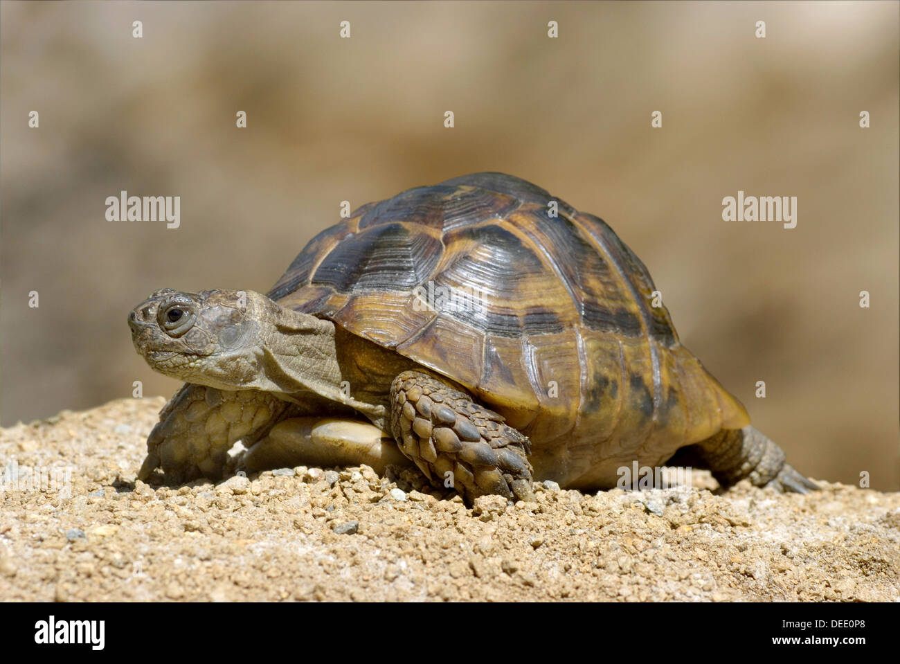 Sperone mediterraneo-thighed tartaruga, Testudo graeca ibera Foto Stock