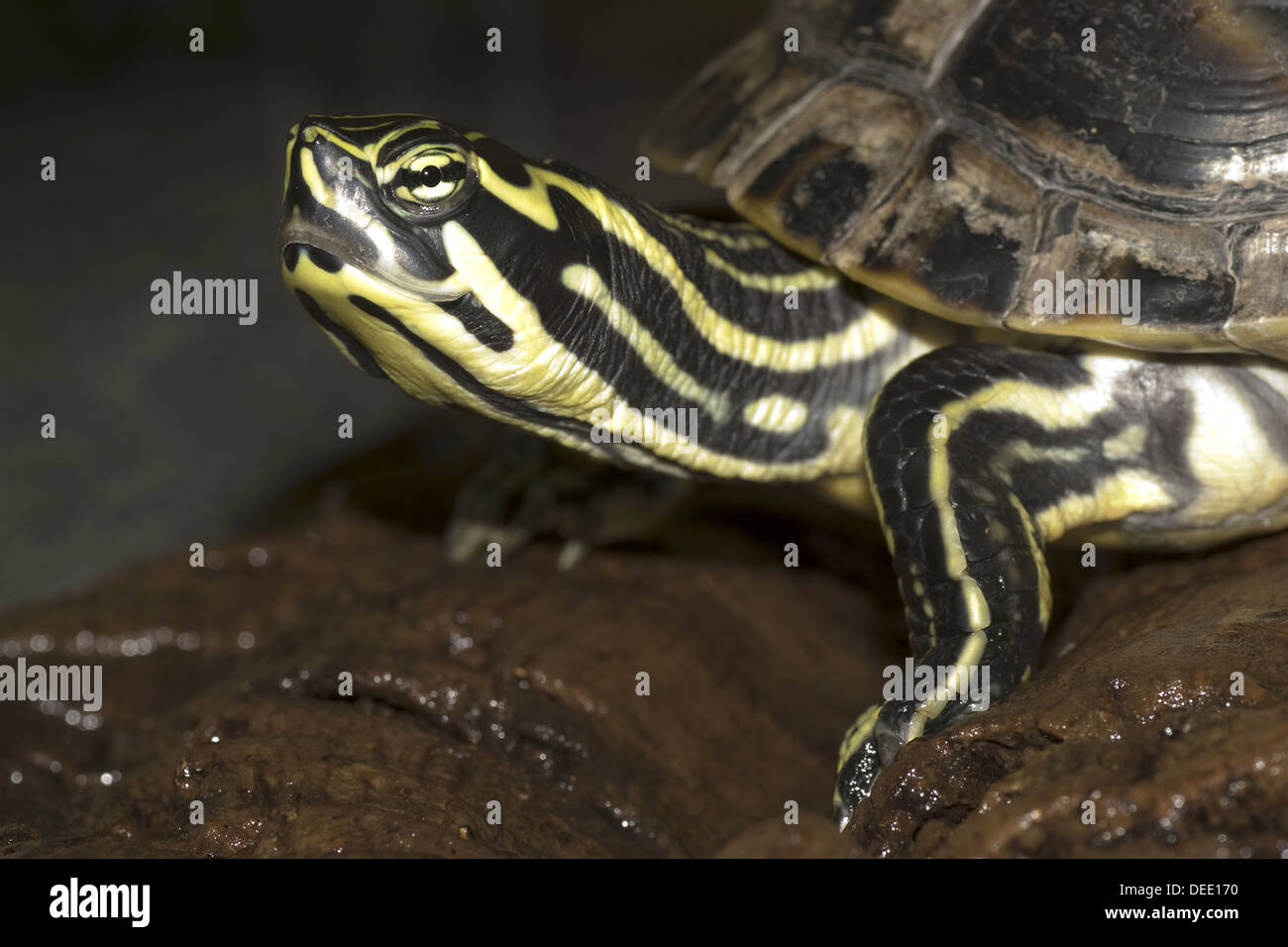 A becco giallo slider Trachemys scripta scripta Foto Stock