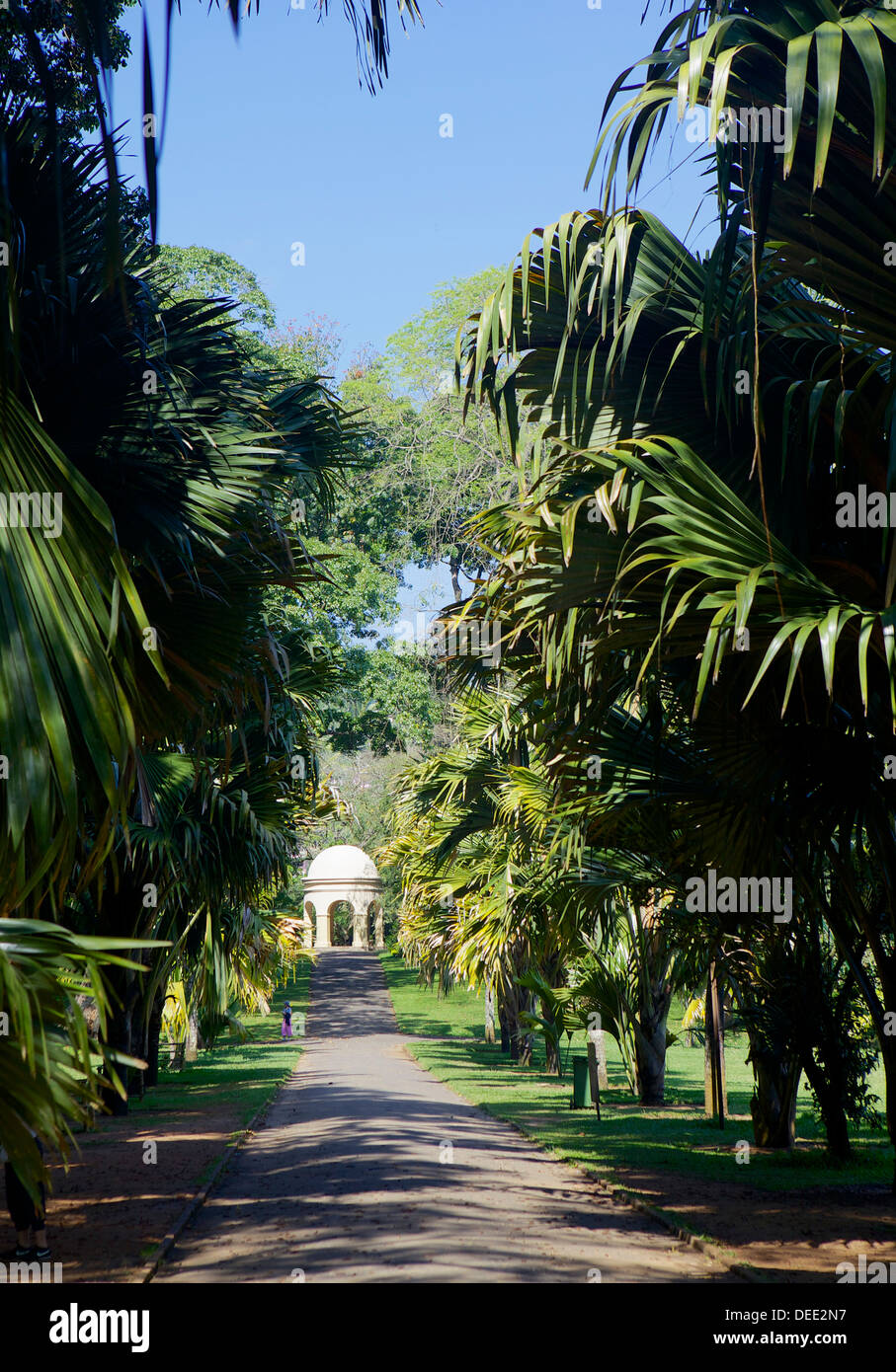 Royal Botanical Gardens, Peradeniya, Kandy, Sri Lanka, Asia Foto Stock