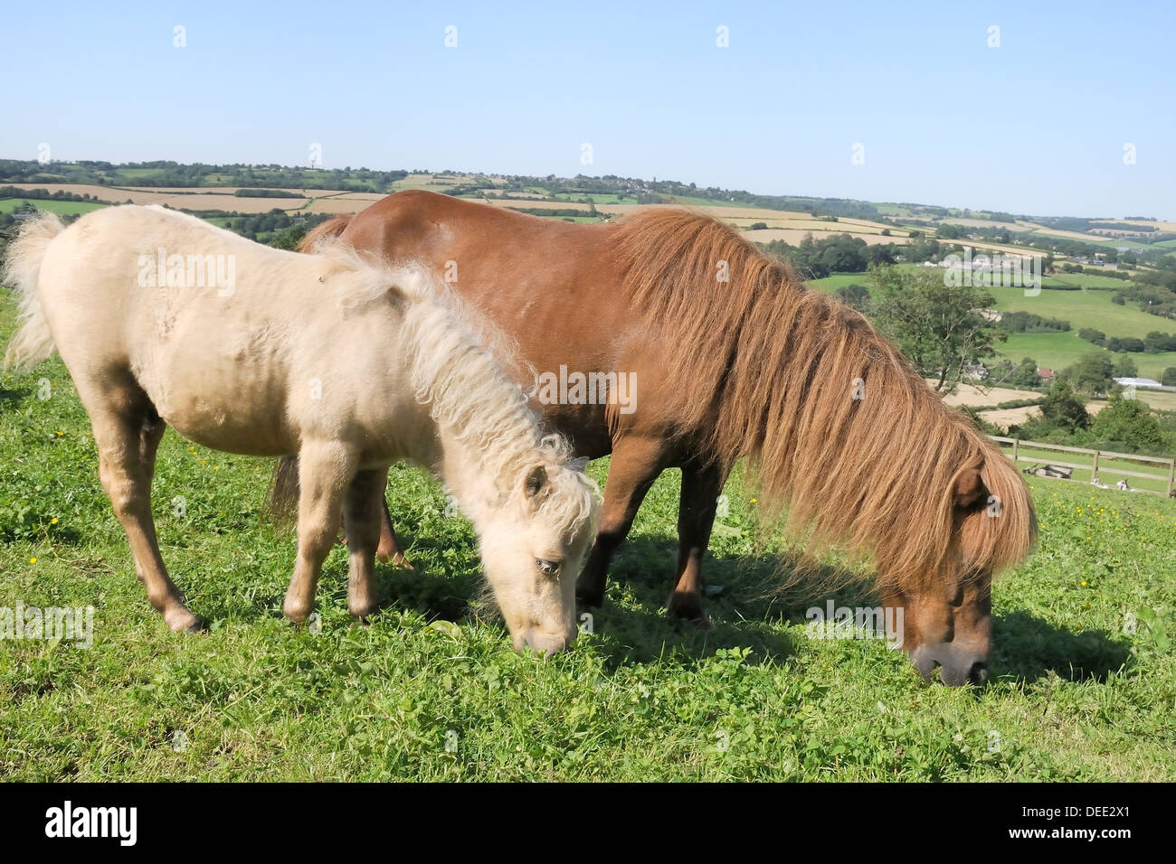 Americano di cavalli in miniatura (Equus caballus) mare e puledro pascolare una collina paddock, Wiltshire, Inghilterra, Regno Unito, Europa Foto Stock