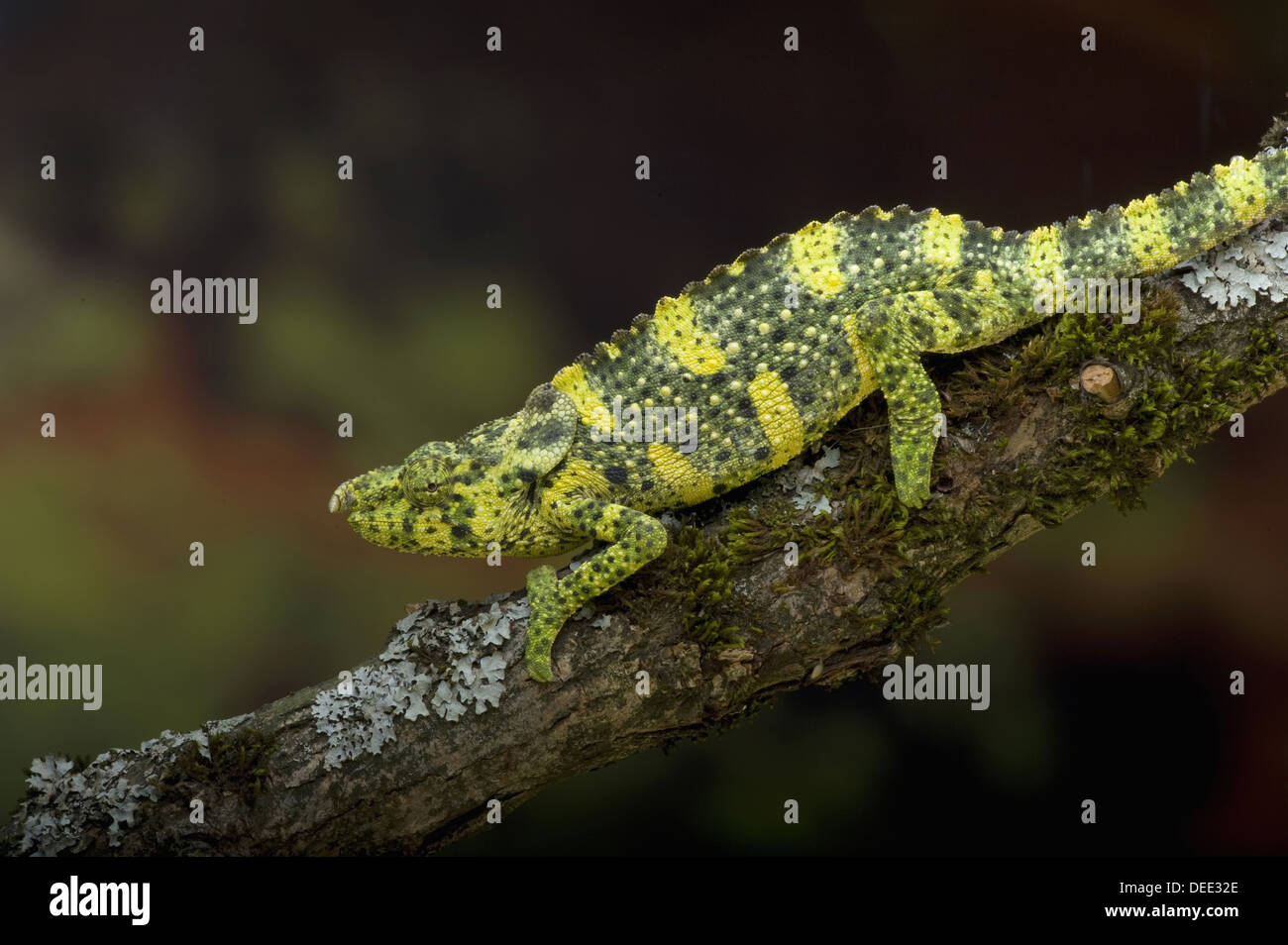 Meller, Camaleonte Chamaeleo melleri Foto Stock