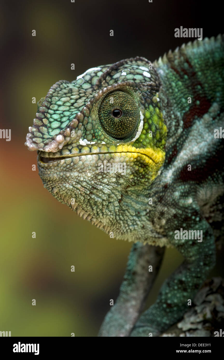 Panther chameleon, Furcifer pardalis Foto Stock