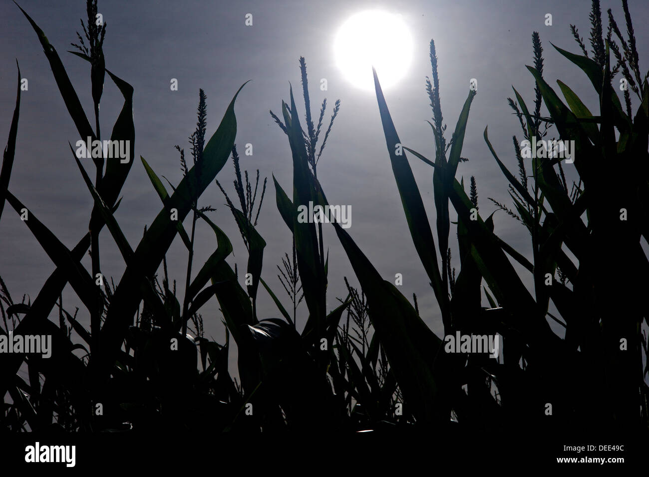 La coltivazione del mais, REGNO UNITO Foto Stock