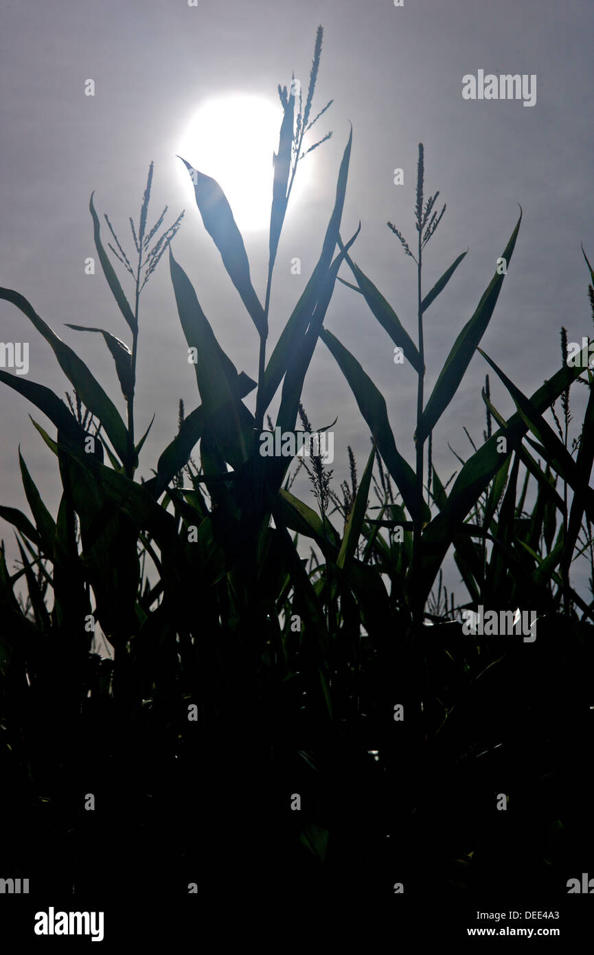 La coltivazione del mais, REGNO UNITO Foto Stock
