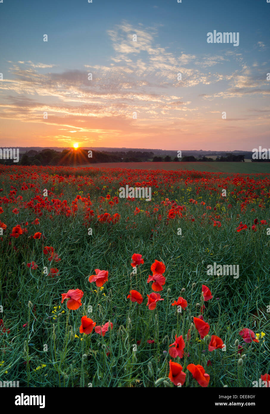 Papaveri al tramonto in un campo inglese. "Al tramonto del sole e al mattino ci ricorderemo loro'. Foto Stock