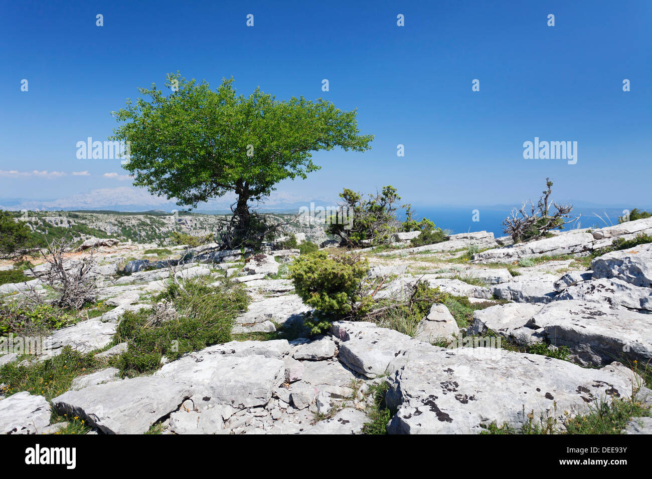 Albero singolo su un altopiano, Vidova Gora, Isola di Brac, Dalmazia, Croazia, Europa Foto Stock