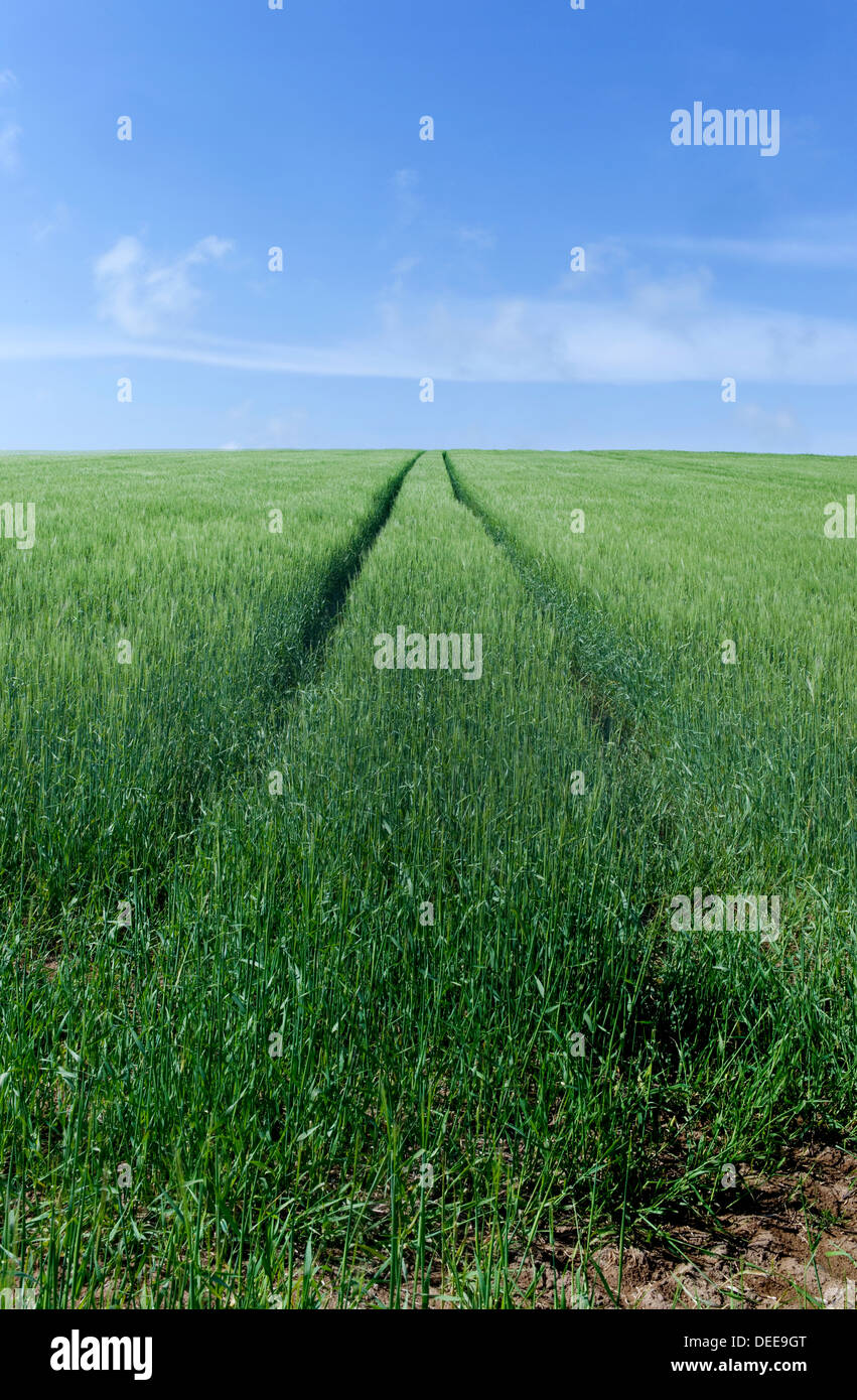 Germogli verdi, un cornfield nella primavera,Inghilterra Foto Stock