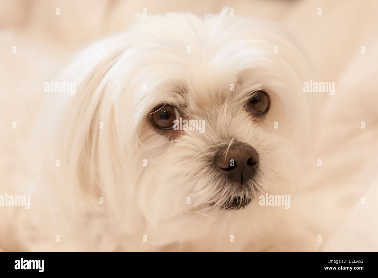 Pet terrier Maltese cane Foto Stock