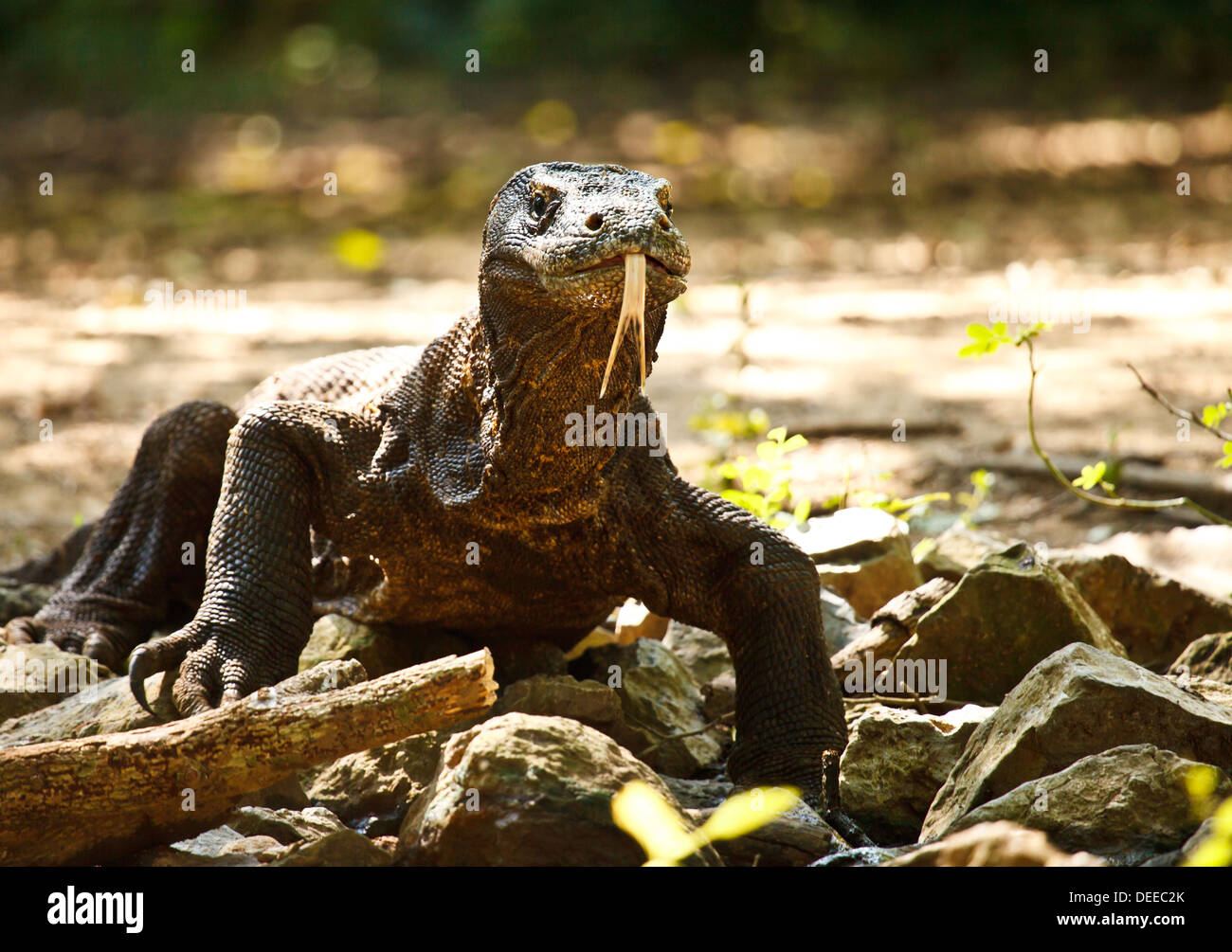 Drago di Komodo al Parco Nazionale di Komodo un Sito Patrimonio Mondiale dell'Indonesia Foto Stock