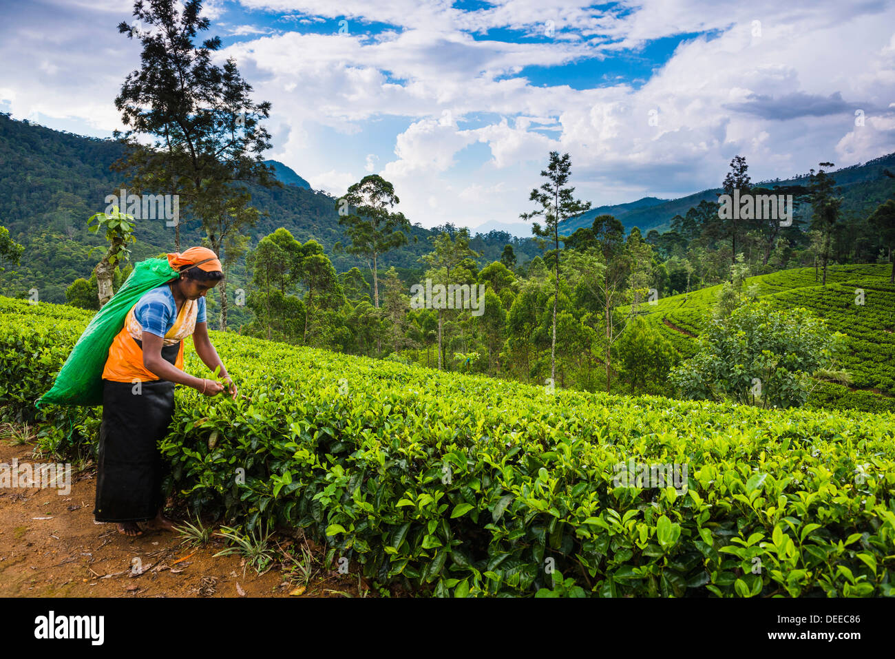 Raccoglitrice di tè in una piantagione di tè in Hill Country, Sri Lanka le Highlands Centrali, Nuwara Eliya Distretto dello Sri Lanka, in Asia Foto Stock
