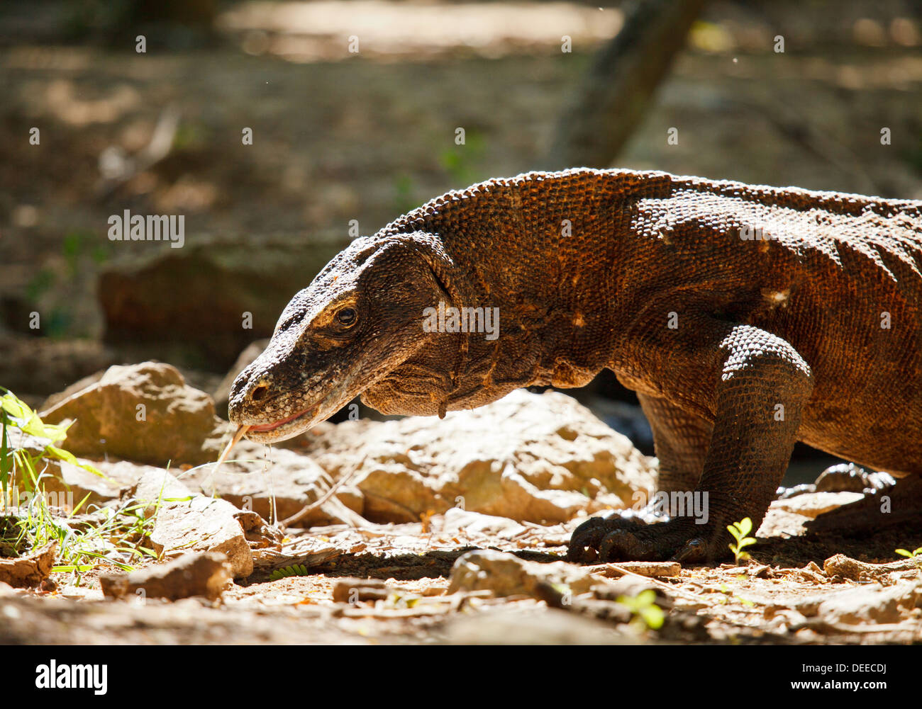 Drago di Komodo al Parco Nazionale di Komodo un Sito Patrimonio Mondiale dell'Indonesia Foto Stock