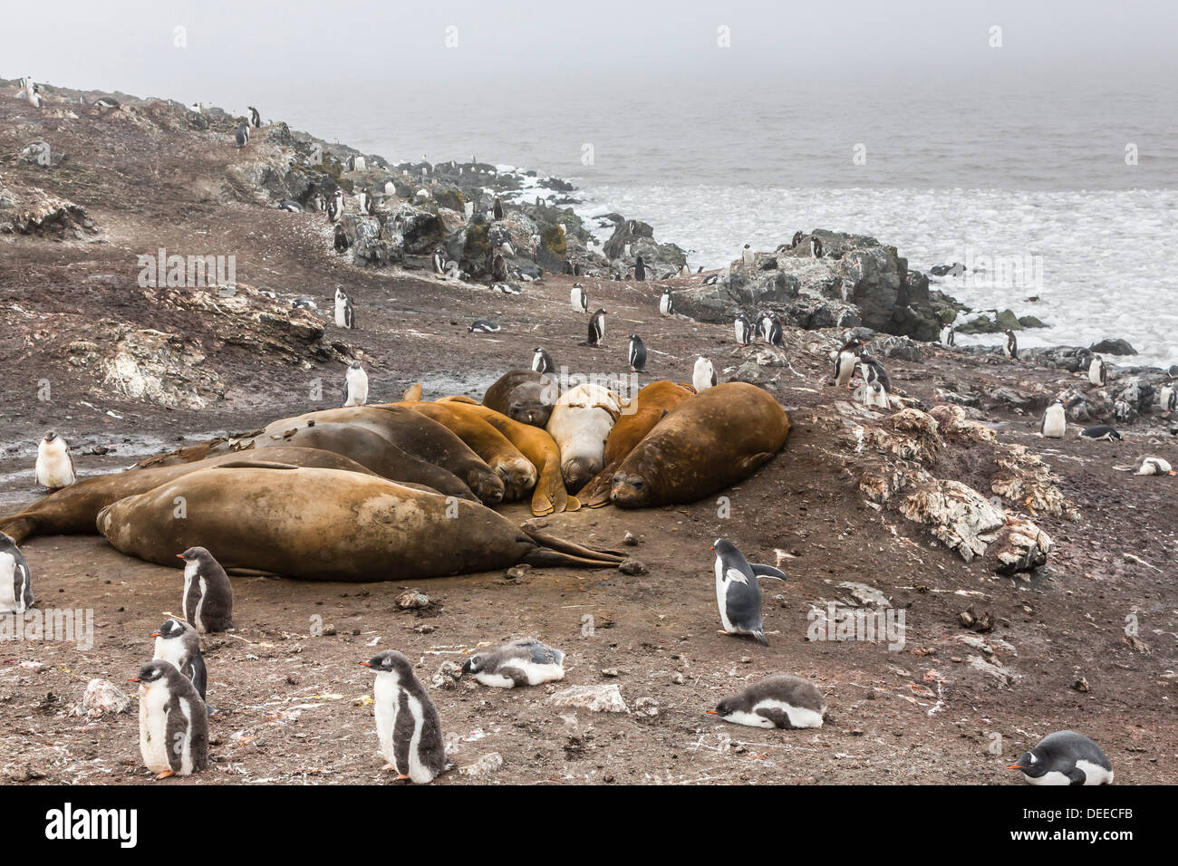 Elefante meridionale guarnizioni, annuale molt catastrofico, Hannah Point, Livingston isola, a sud le isole Shetland, Antartide Foto Stock