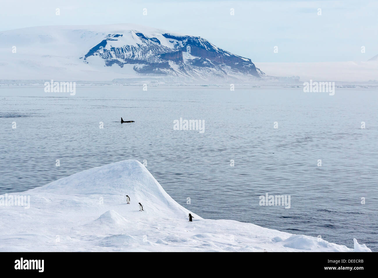 Un pod di grande tipo B orche (Orcinus orca) in Antartide Suono, Antartide, oceano meridionale, regioni polari Foto Stock