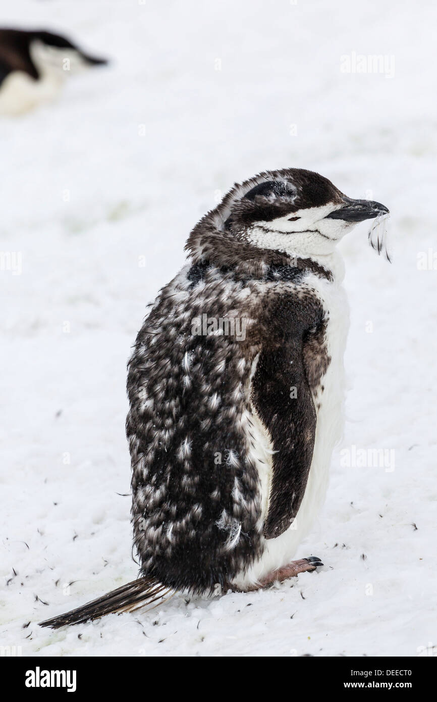 Pinguini Chinstrap (Pygoscelis Antartide) pulcino, Hannah Point, Livingston isola, a sud le isole Shetland, Antartide Foto Stock