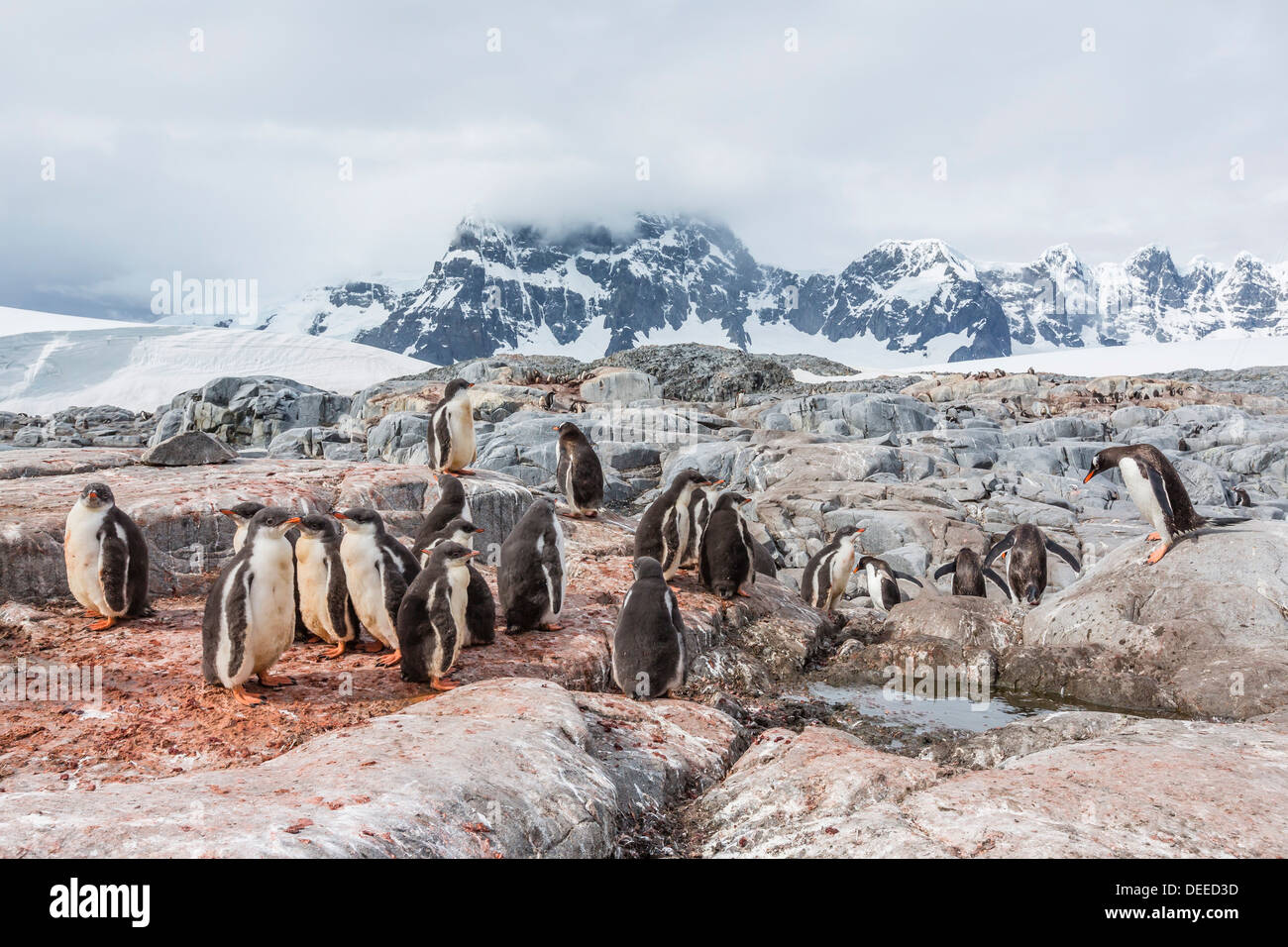 Pinguino Gentoo (Pygoscelis papua) pulcini creche, Jougla Point, isola Wiencke, Antartide, Oceano Meridionale Foto Stock