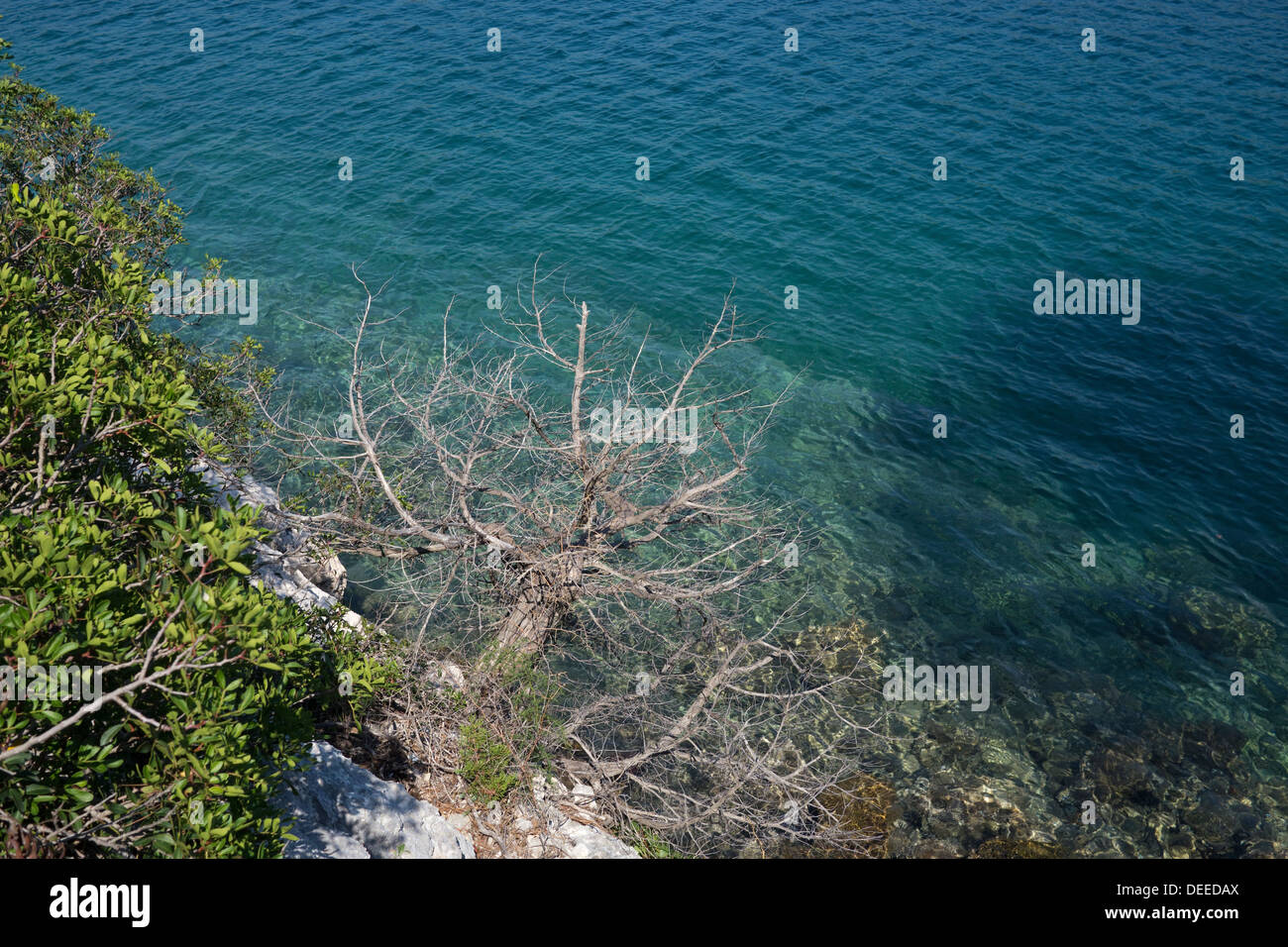 Acque turchesi di un lago di acqua salata nel parco nazionale dell'isola di Mljet, Croazia Foto Stock