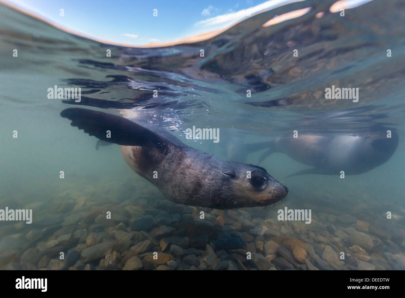 Antartico pelliccia sigillo (Arctocephalus gazella) cuccioli sott'acqua in Stromness Bay, Georgia del Sud e Oceano atlantico, regioni polari Foto Stock