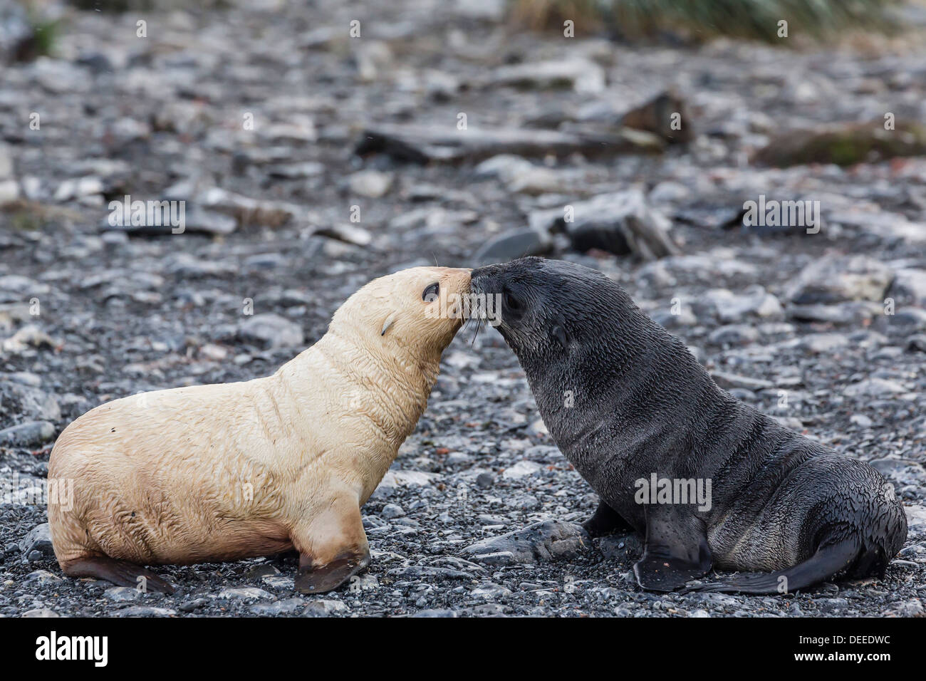 Leucistic Antartico pelliccia sigillo (Arctocephalus gazella) pup, Prion Island, la Baia delle Isole della Georgia del Sud, Sud Atlantico Foto Stock