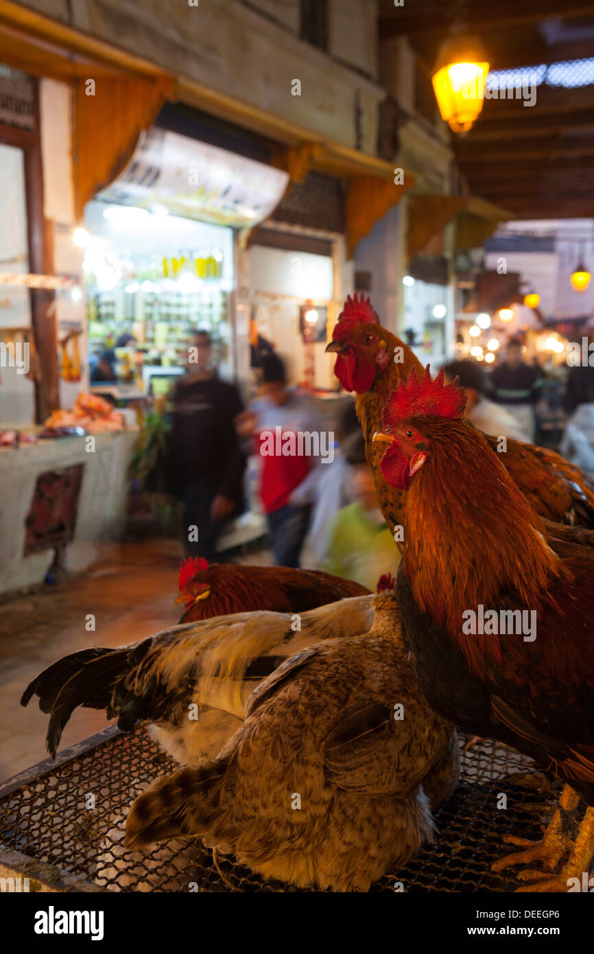 Il pollame in vendita, Fes el Bali Medina di Fez, Marocco, Africa Settentrionale, Africa Foto Stock