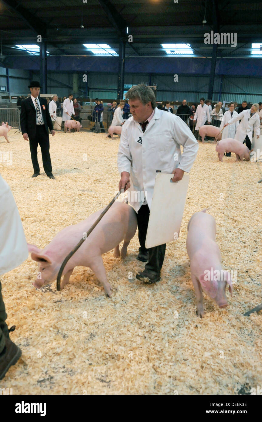 I suini nel giudicare l'anello al Bath & West Show, Somerset, Regno Unito Foto Stock