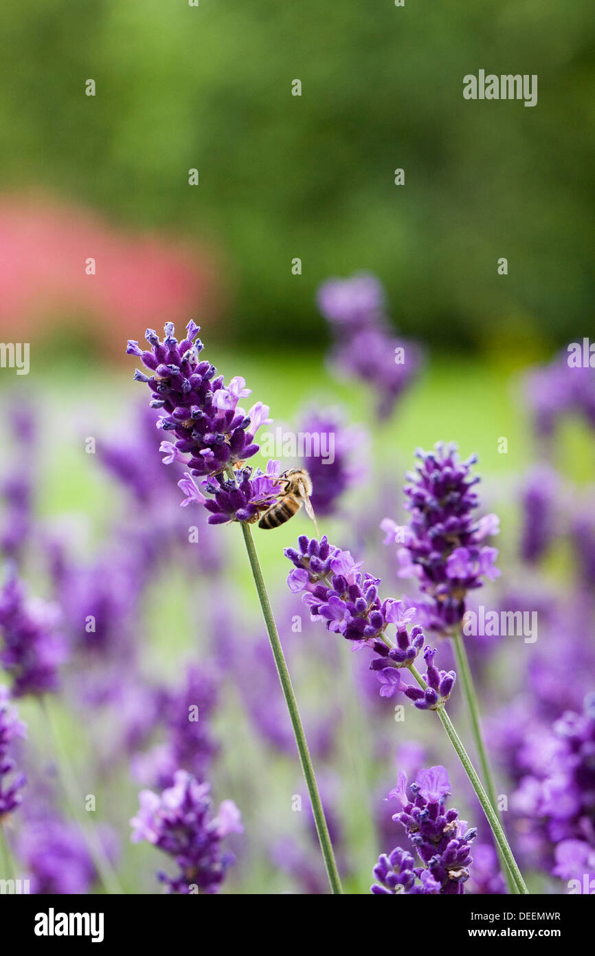 Honeybee su Lavandula angustifolia crescendo in un giardino inglese. Fiori di lavanda. Foto Stock