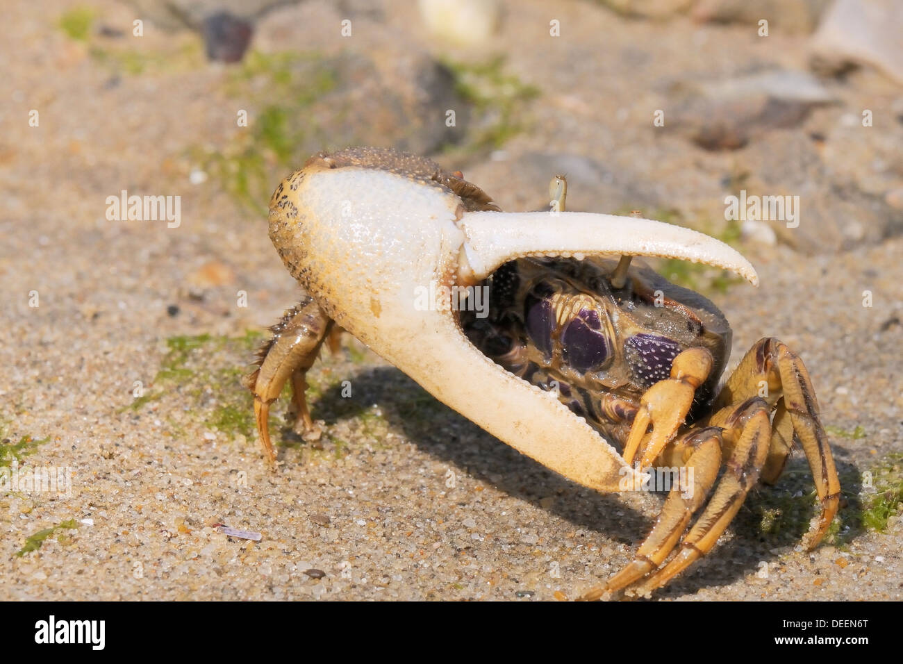 Europei maschili fiddler crab (Uca tangeri) agitando la sua grande zampa destra, Tavira, Algarve, Portogallo, Europa Foto Stock