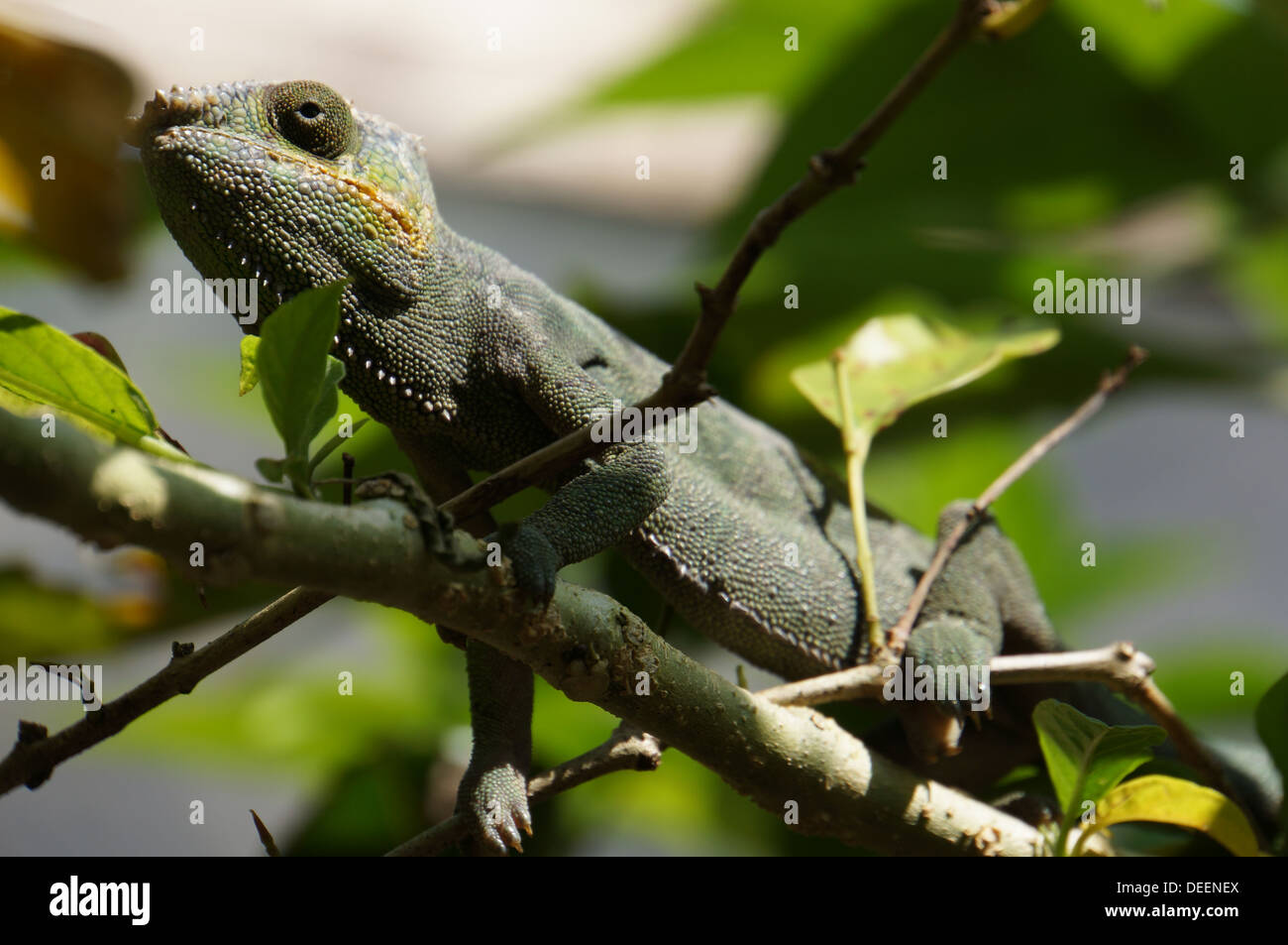 Chameleon in una struttura ad albero Foto Stock