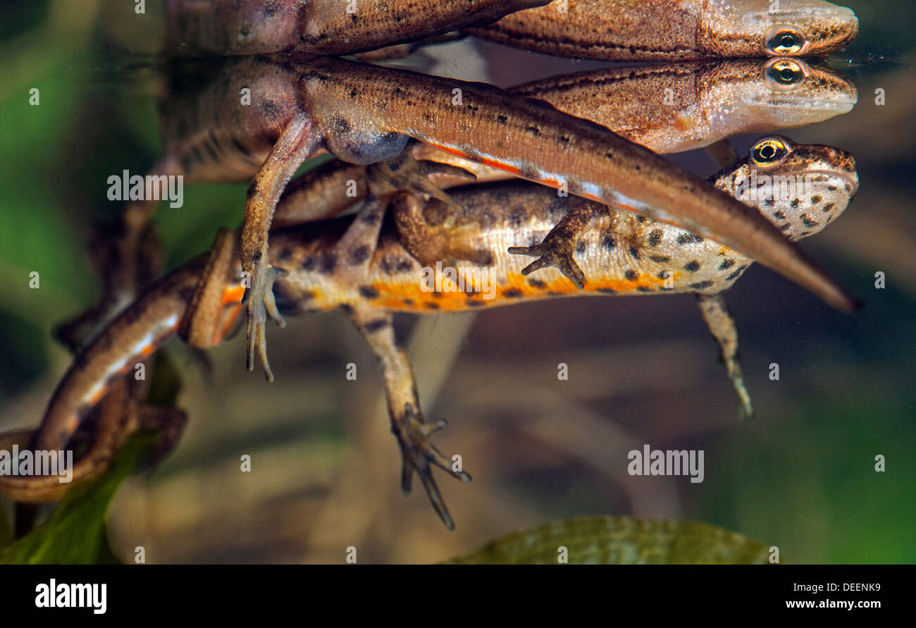 Buon tritoni / comune newt (Lissotriton vulgaris / Triturus vulgaris) visualizzando il comportamento di corteggiamento sott'acqua in primavera Foto Stock